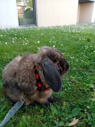 Adopter Loulou