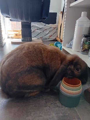 Adopter Loulou