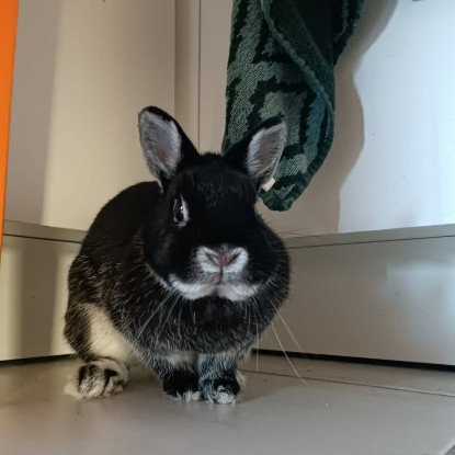 Adopter Mandarine