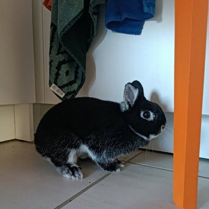 Adoption Mandarine