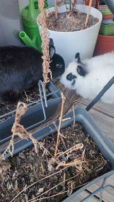 Adopter Marco et paula