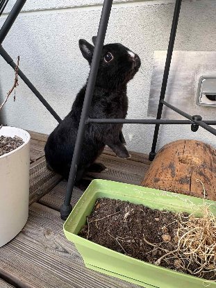 Adopter Marco et paula