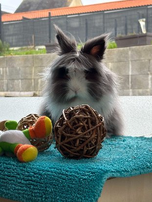 Adopter Rocket