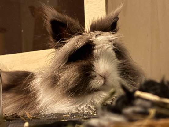Adopter Rocket