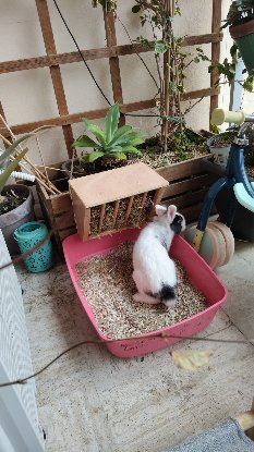 Adoption Sherlock