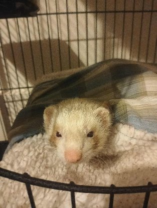 Adopter Shivali