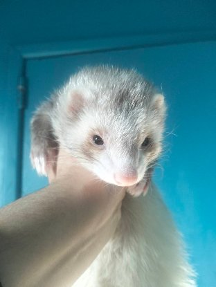 Adoption Shivali
