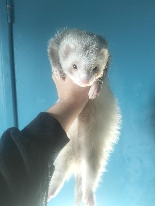 Adoption Shivali
