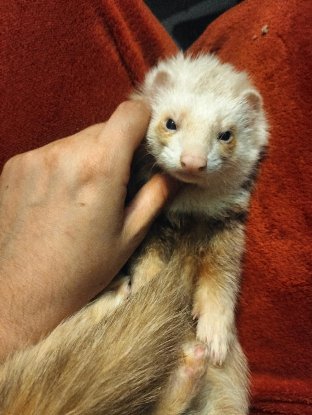 Adopter Sundar