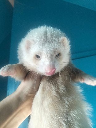 Adopter Sundar