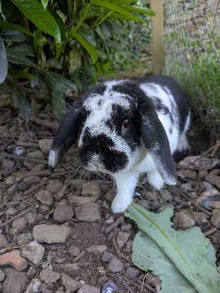 Adopter Uno