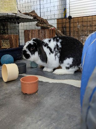 Adopter Uno