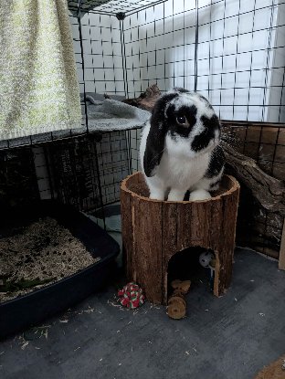 Adopter Uno