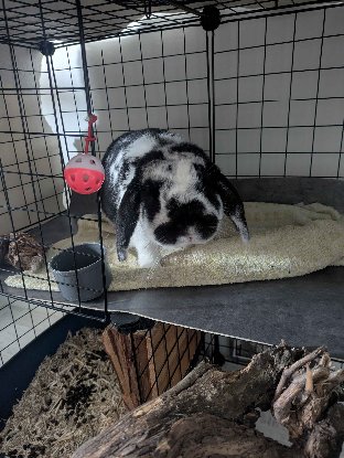 Adoption Uno