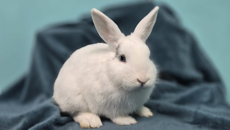 Adopter Watson