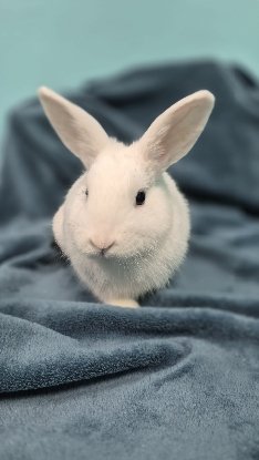 Adoption Watson