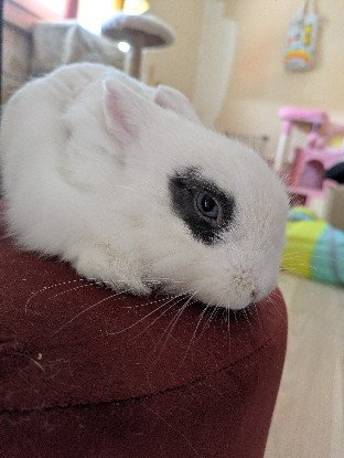 Adopter Zappa