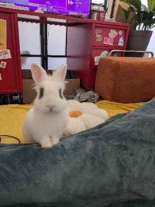 Adopter Zappa