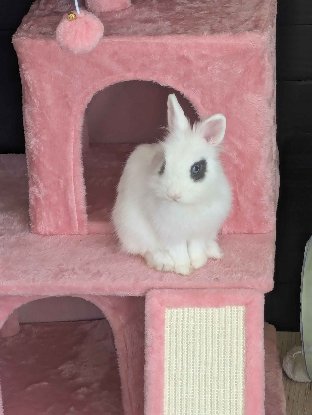 Adopter Zappa
