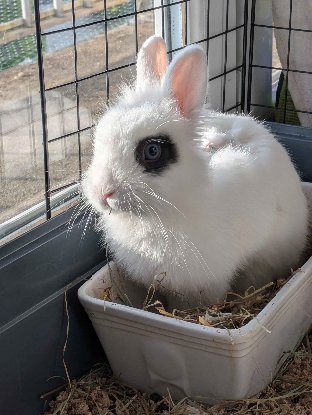 Adoption Zappa