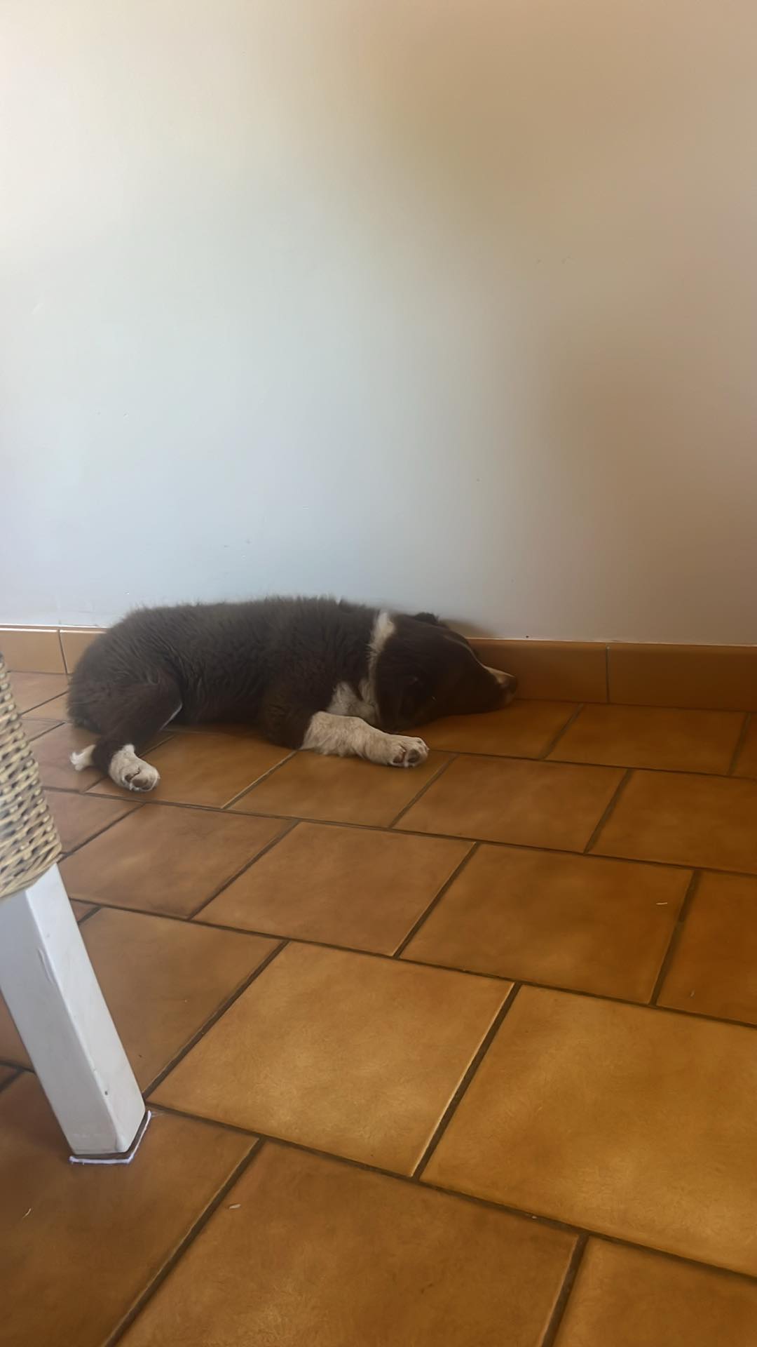 Adoption Bella