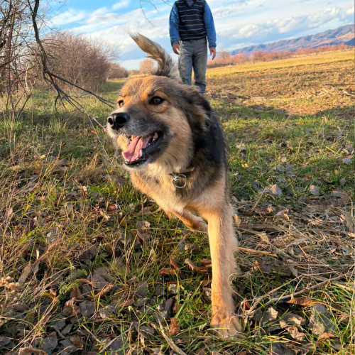 Adopter JOY