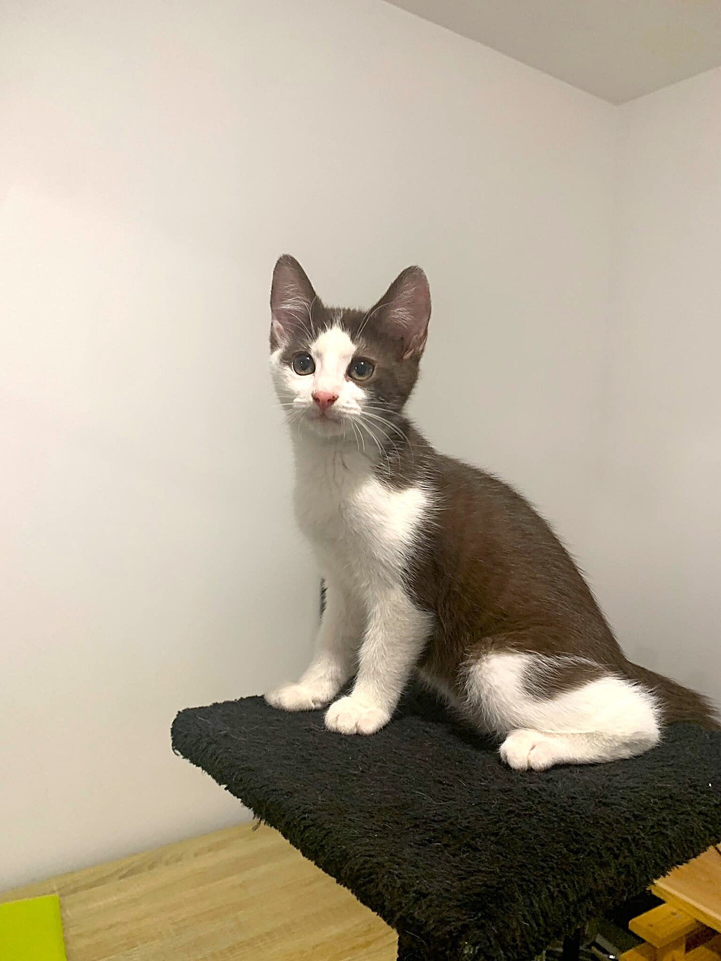 Adopter Kay