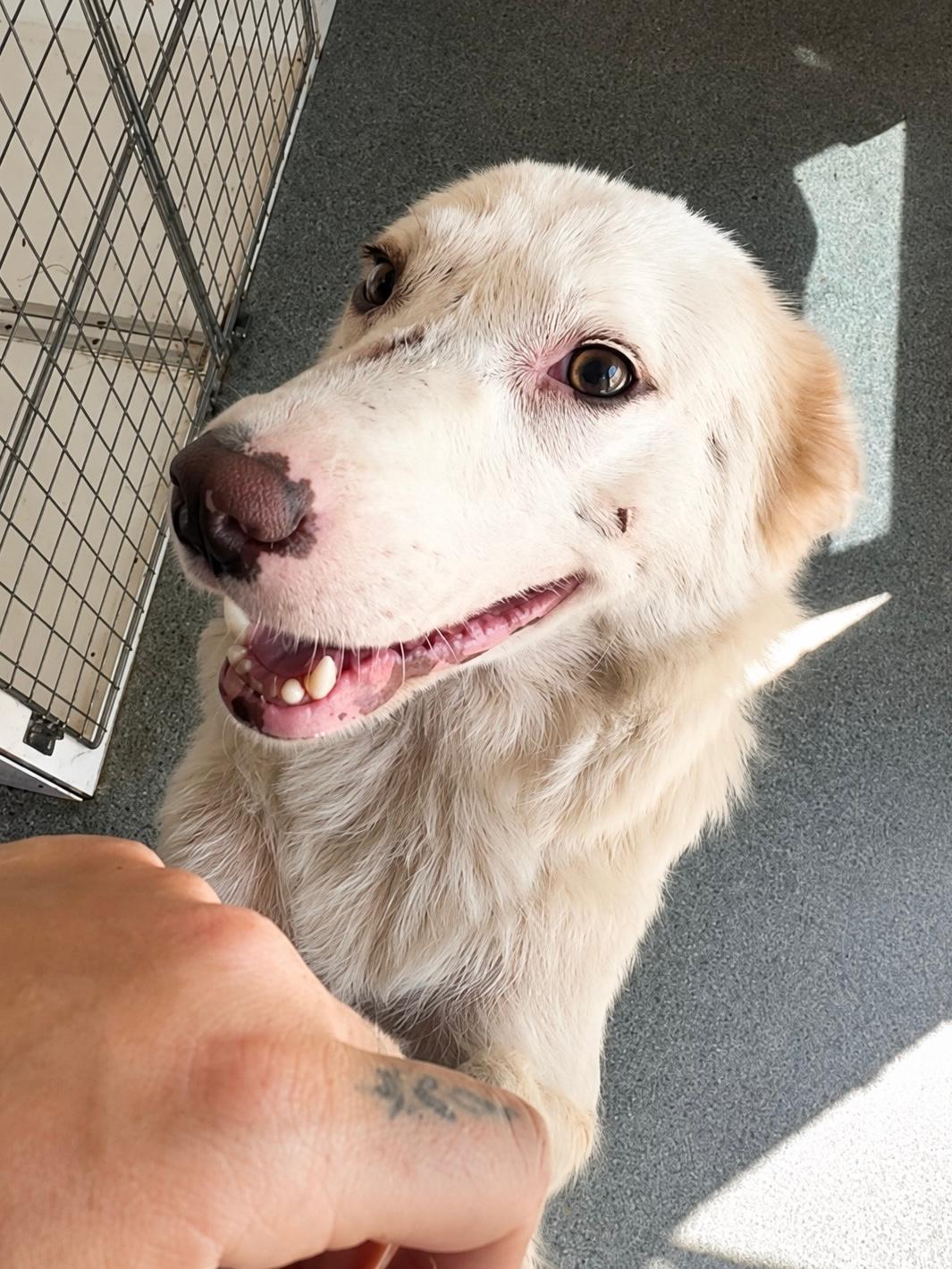 Adopter BELLE