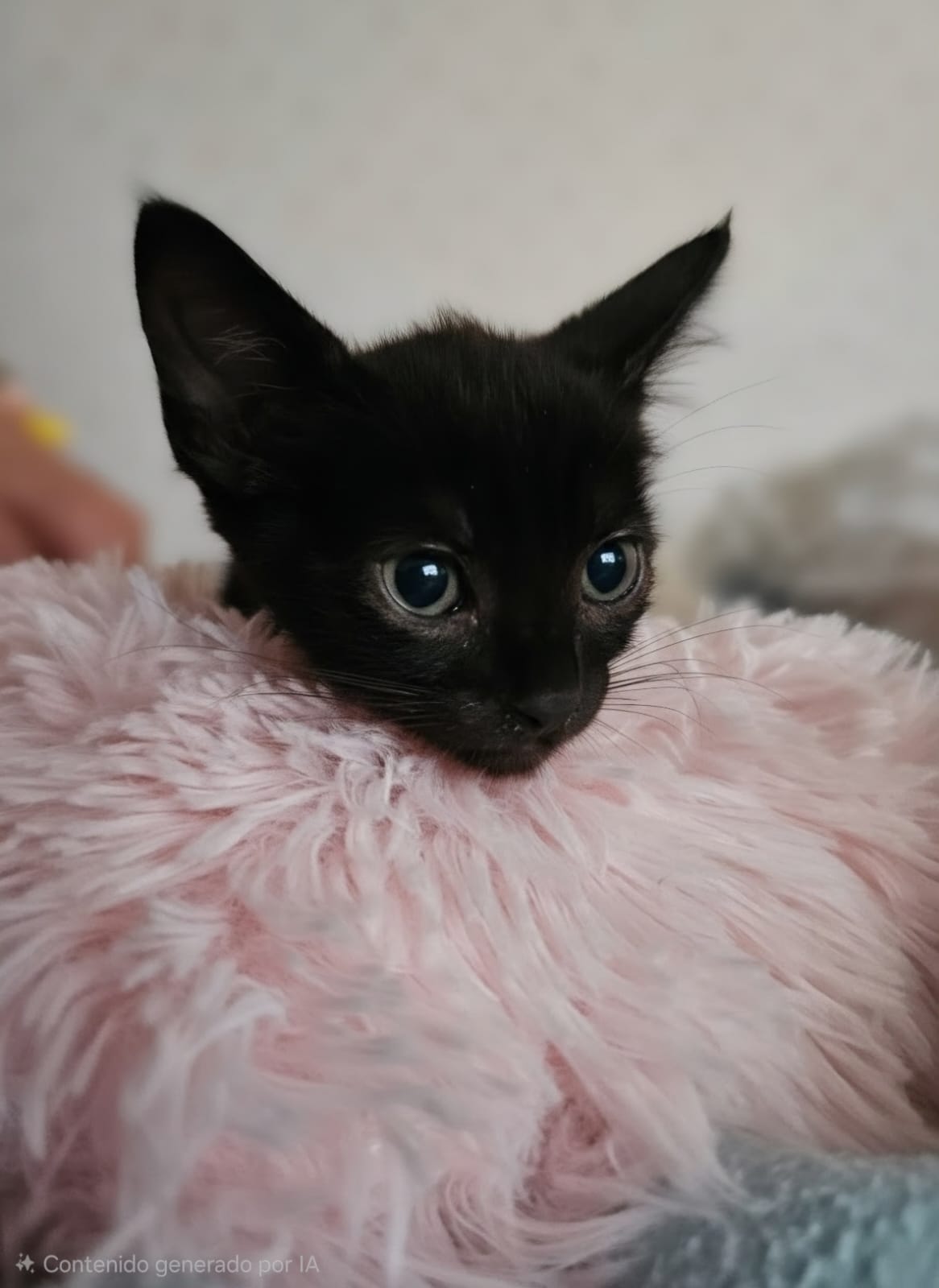 Adopter BUBA