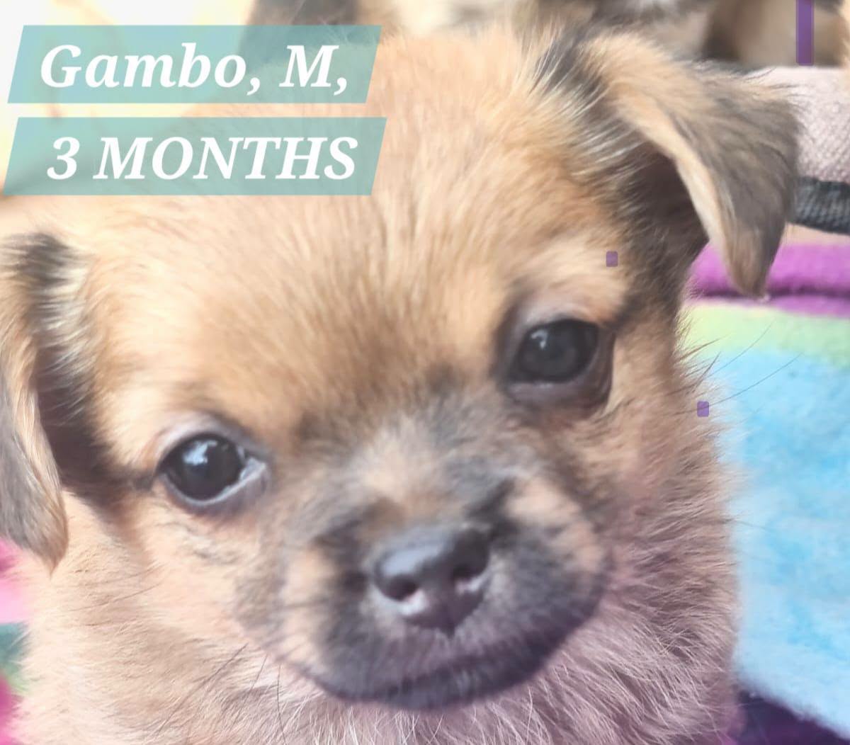 Adoption GAMBO