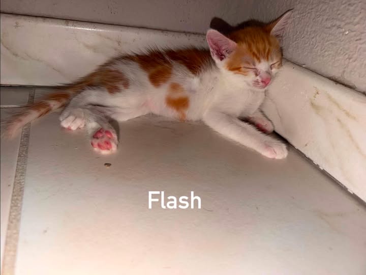 Adopter Flash