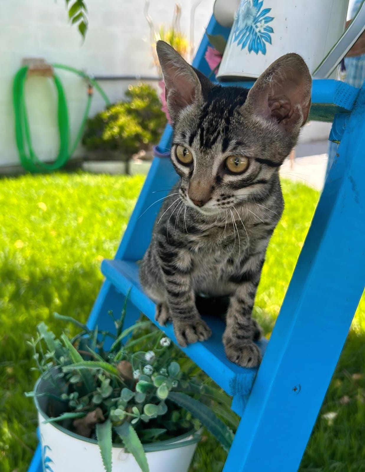 Adopter PICARO