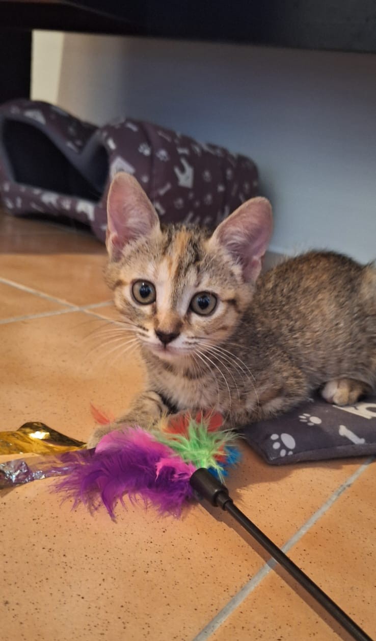Adopter Violette