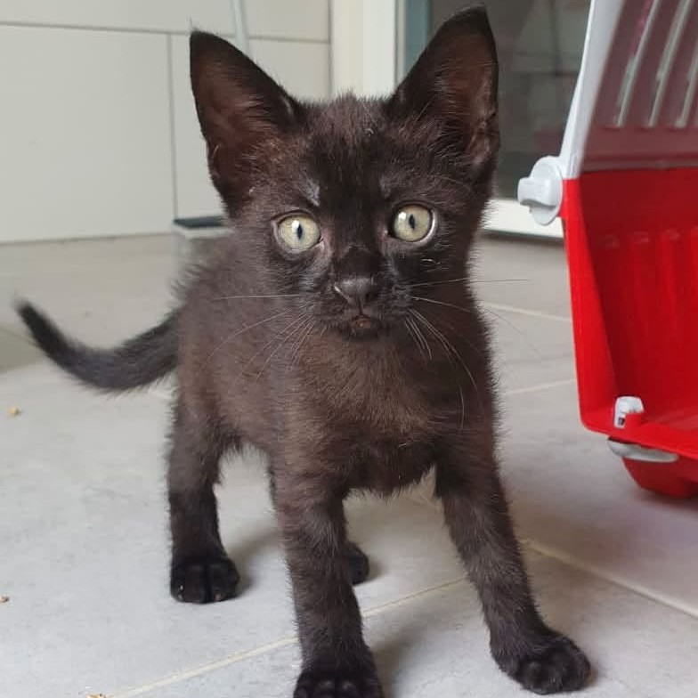 Adopter Kaijo