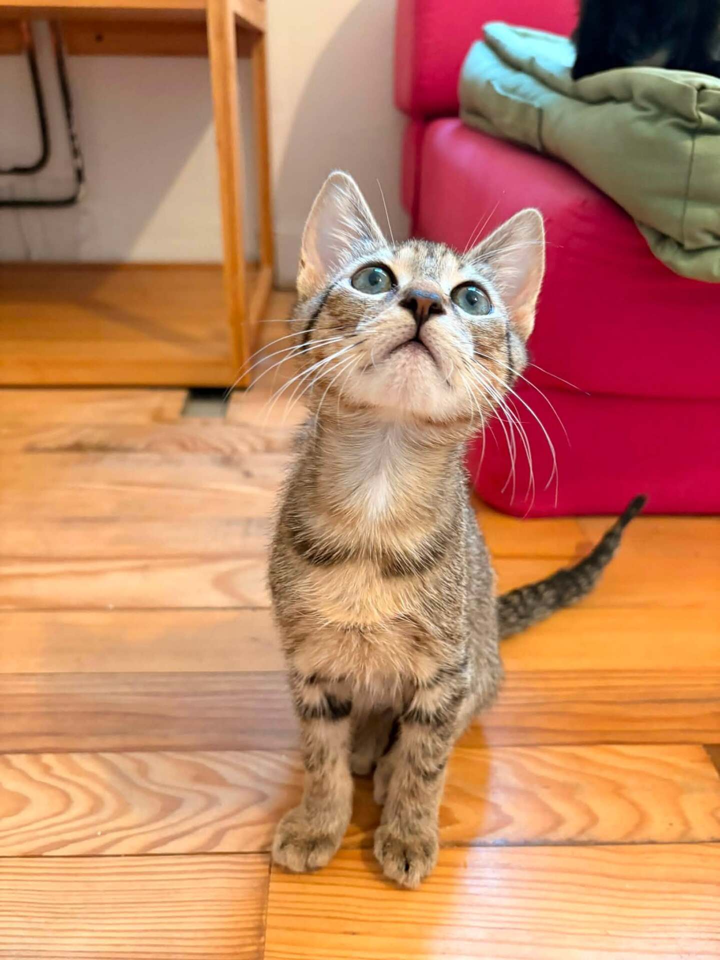Adopter SALAMECHE