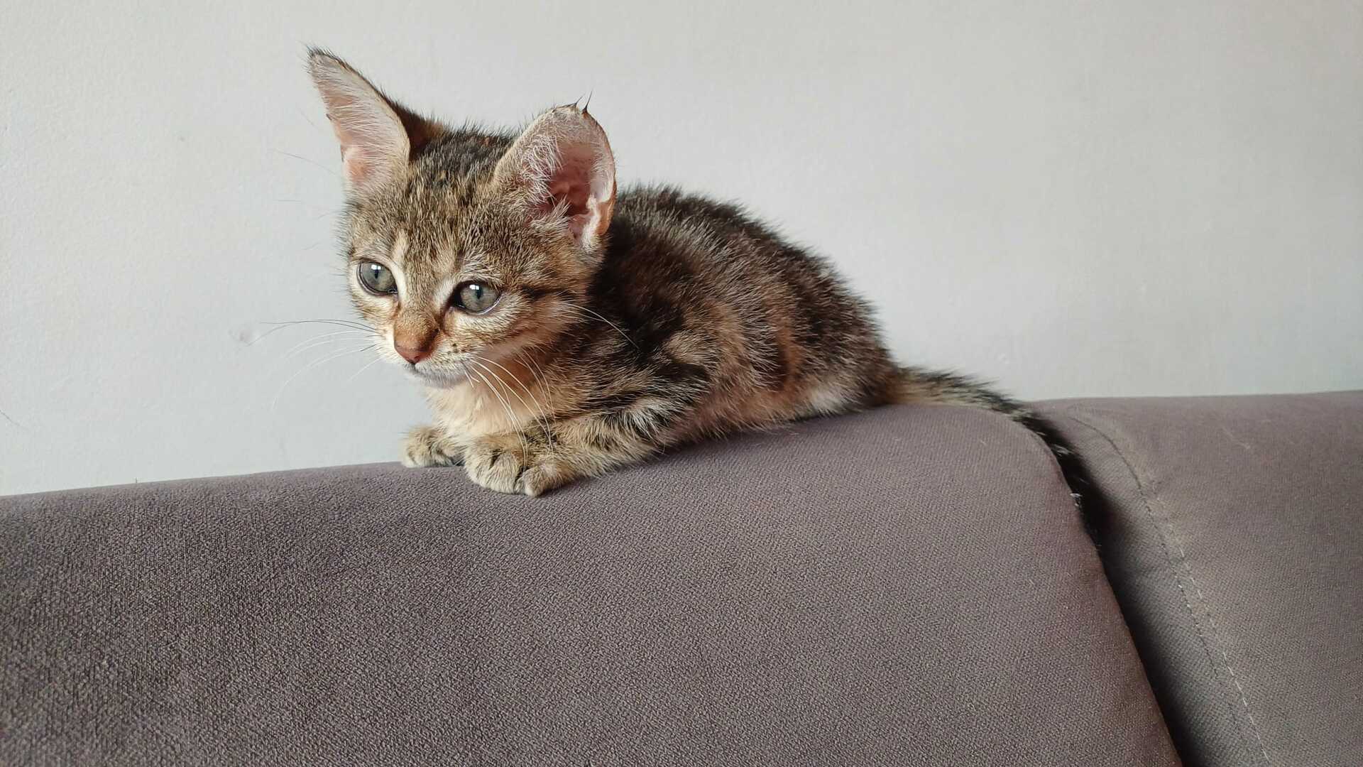Adopter Gispy