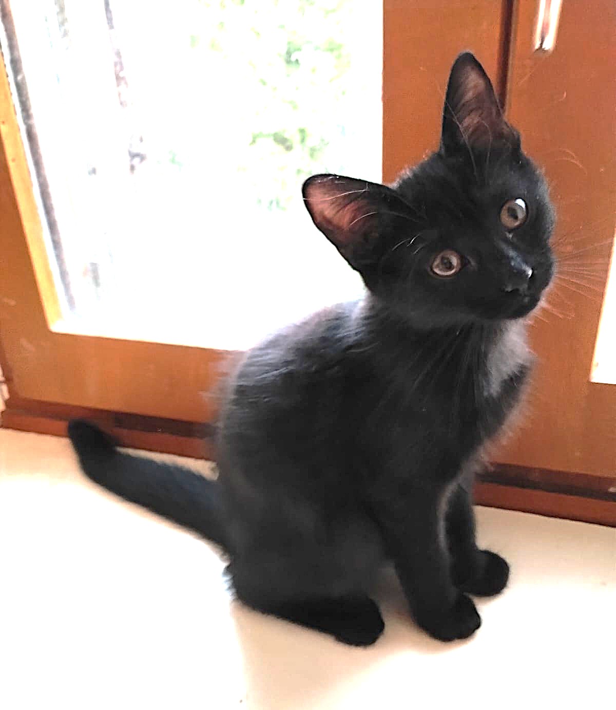Adoption Bibie