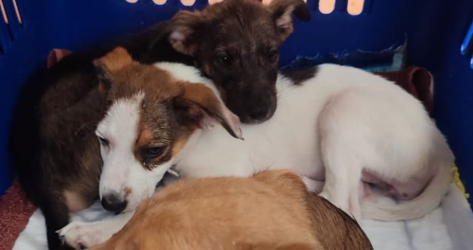 Adoption Coco