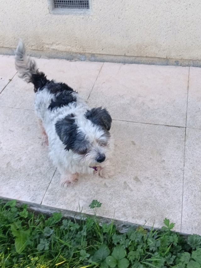 Adopter Everest