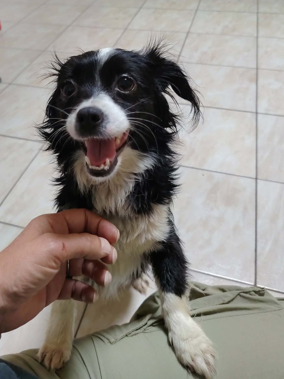 Adoption Tia