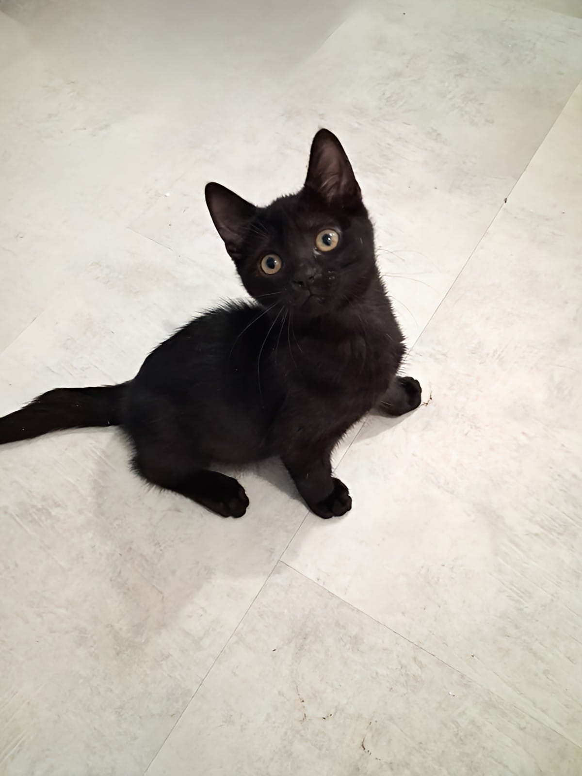 Adoption Emi