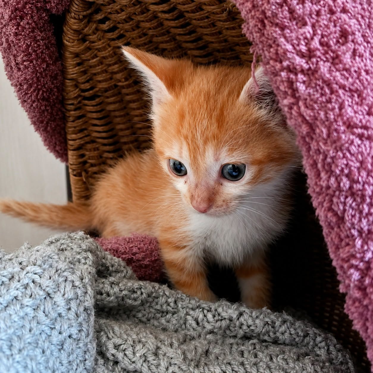 Adopter BUZZ