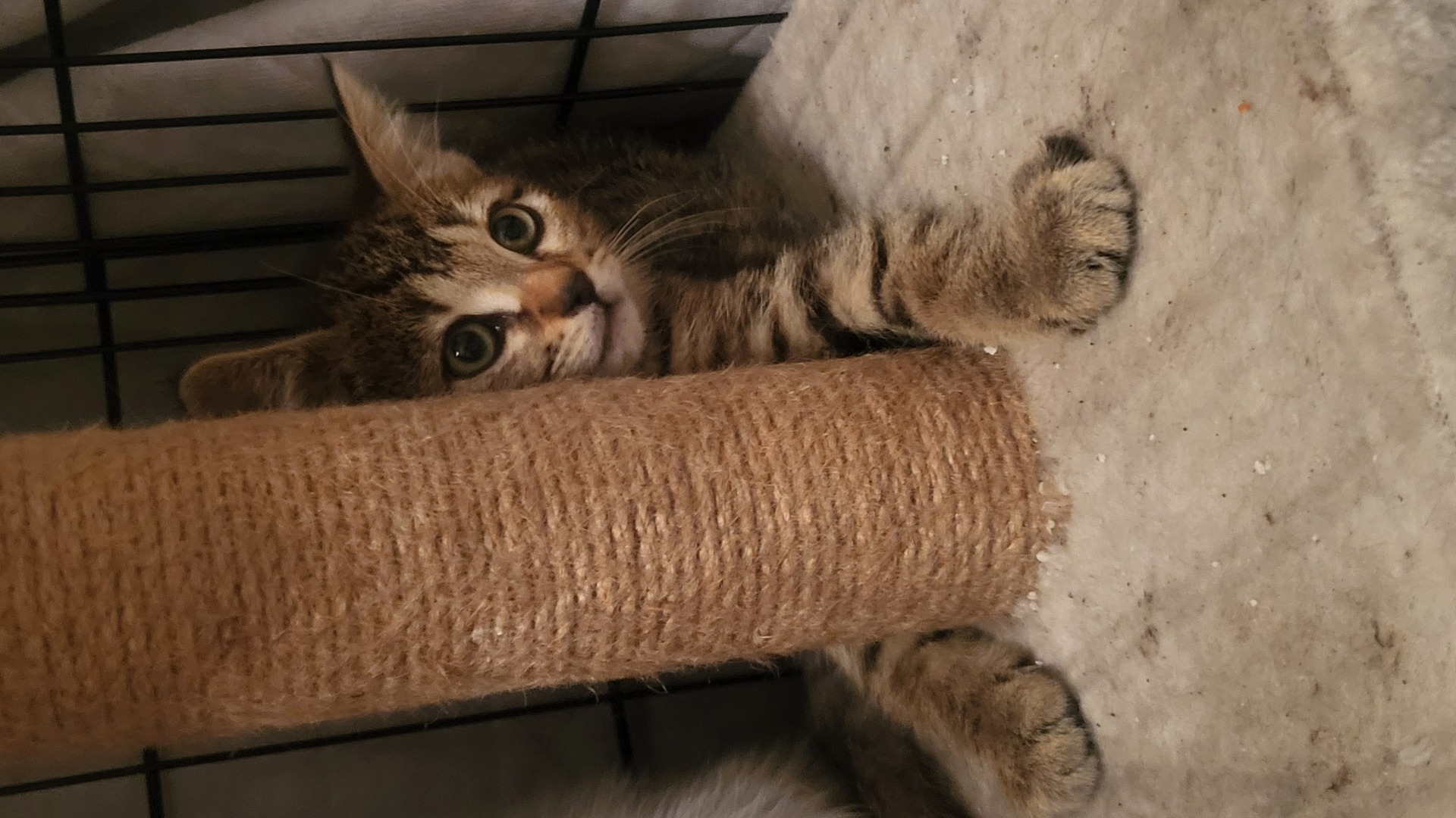 Adoption Tigrou
