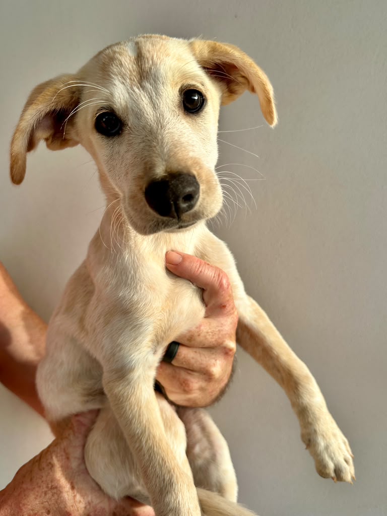 Adopter TOGGO