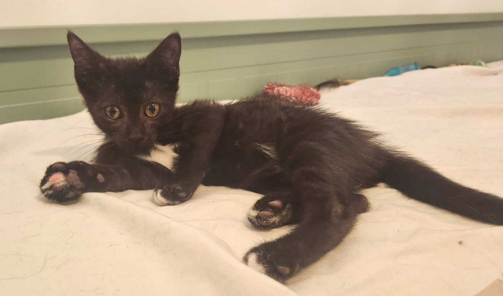 Adopter Bellatrix