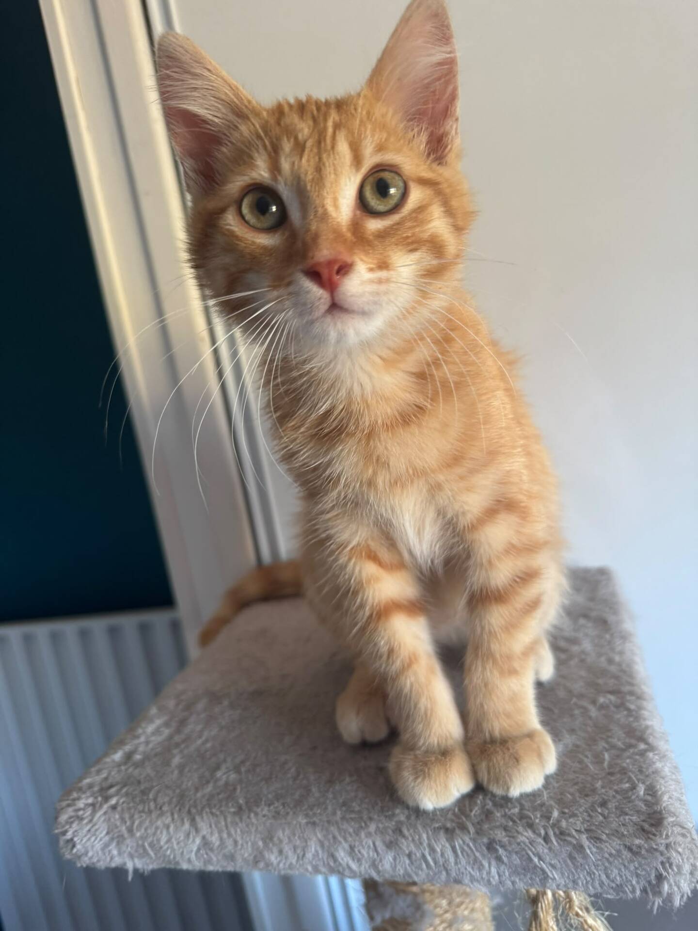 Adopter Pookie