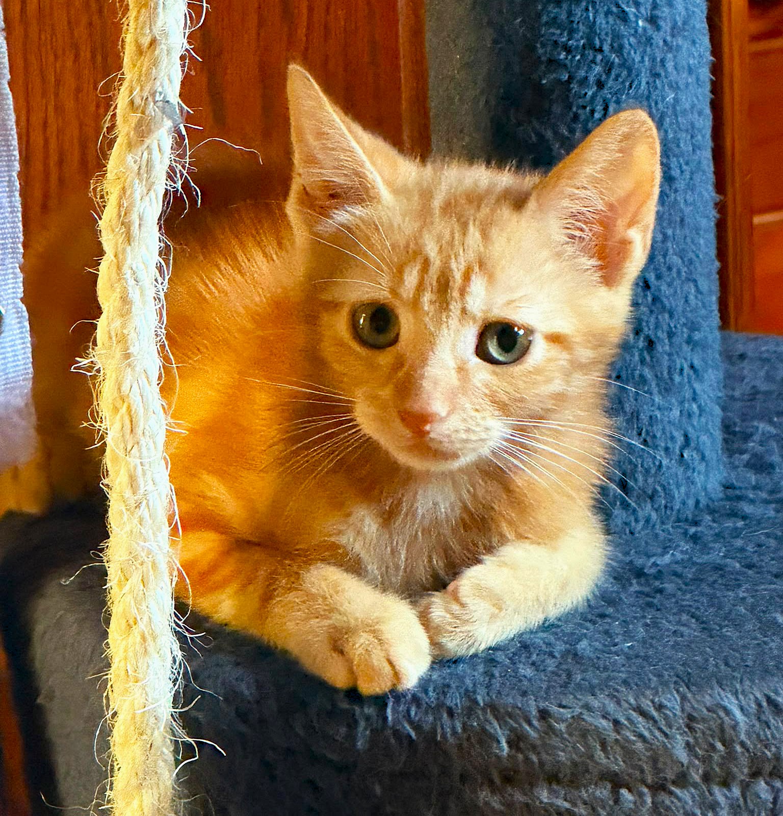 Adopter Boston