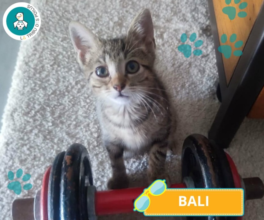 Adopter Bali