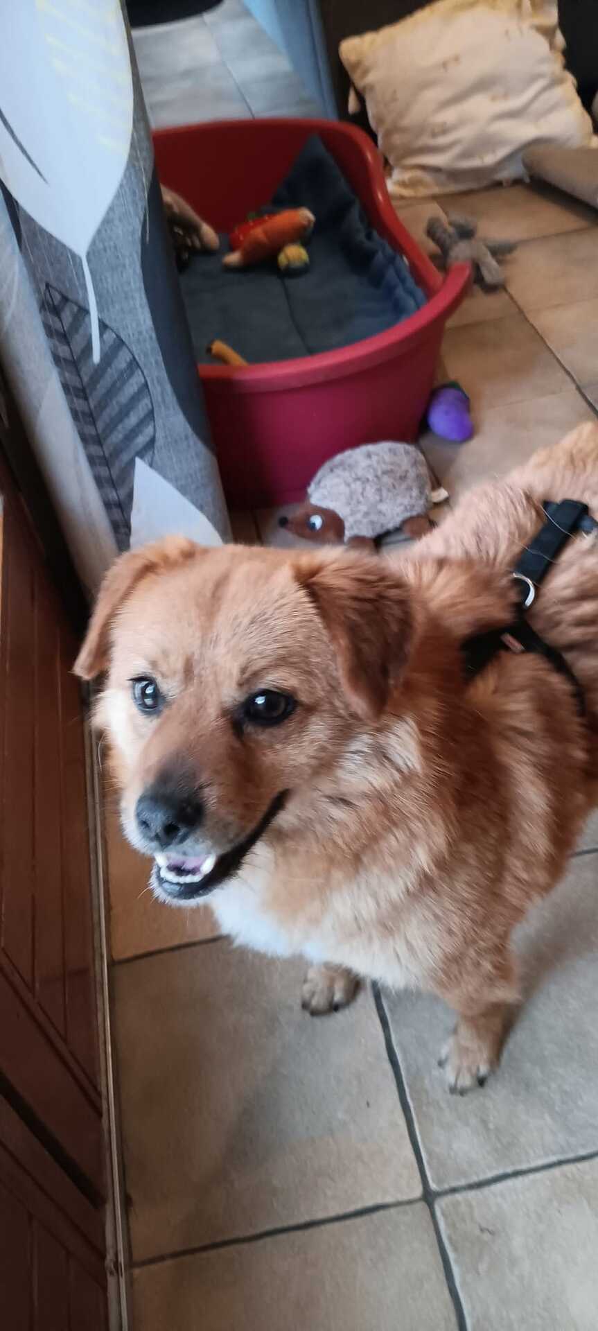 Adopter Muffin