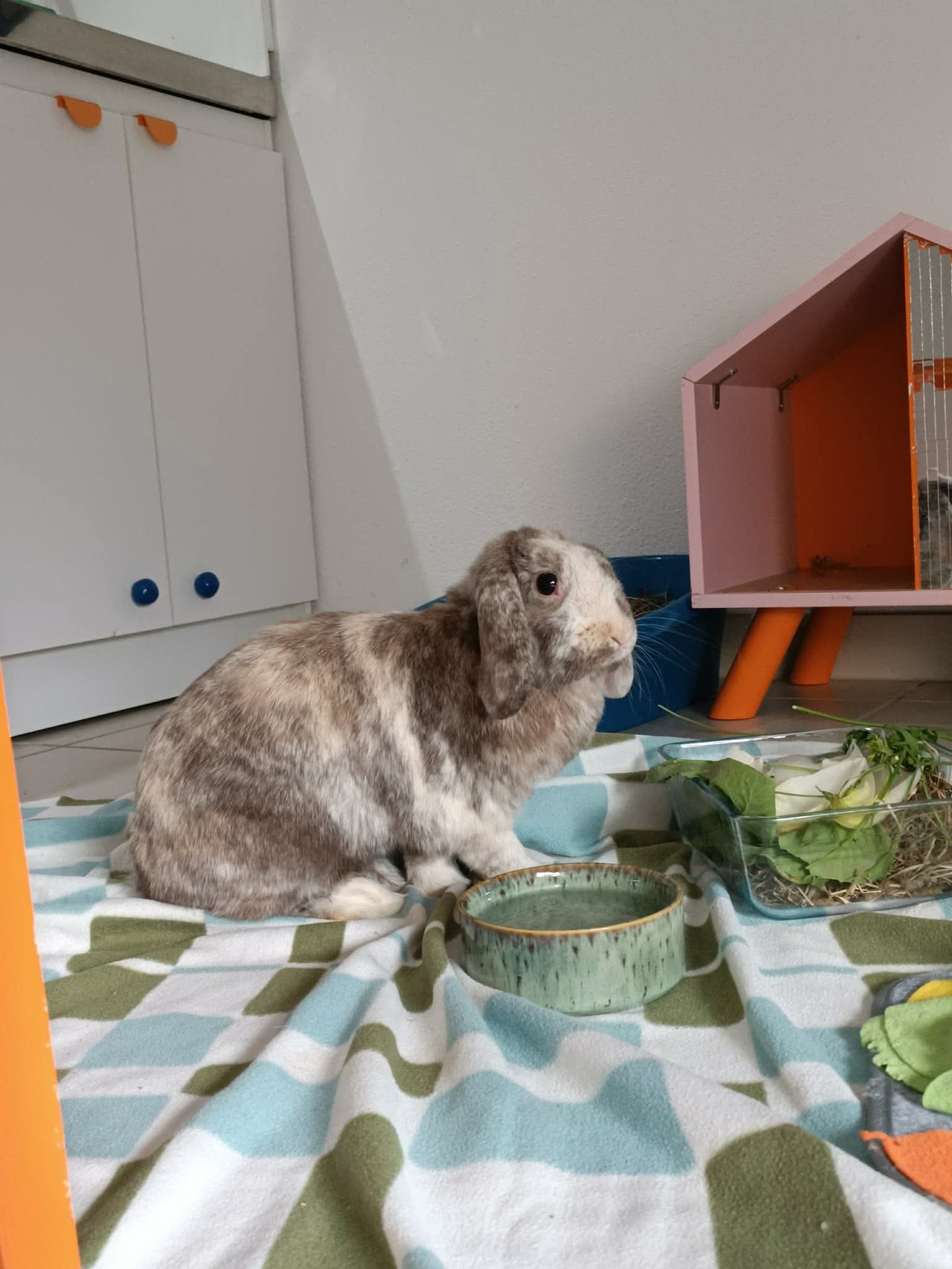 Adopter Irène